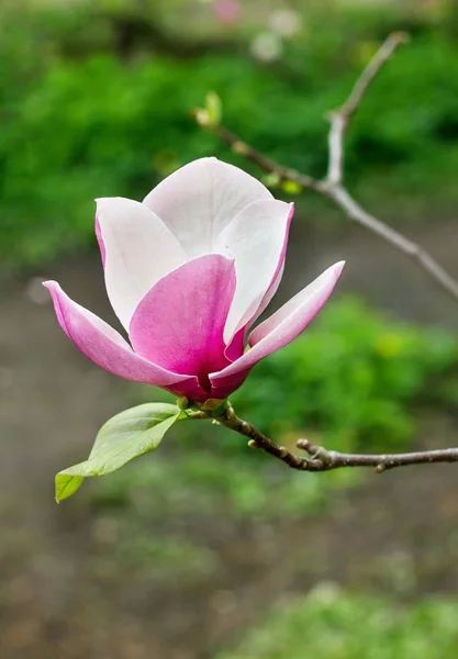 Flower of magnolia tree in spring garden Royalty Free Stock Images