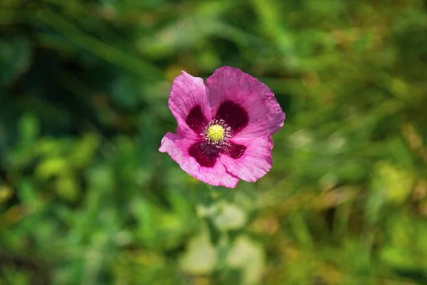 Purple poppy in a field — Stock Photo, Image