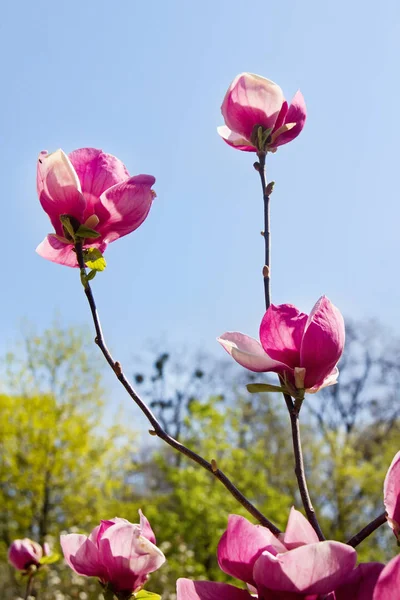 Ανθίζοντας δέντρο magnolia πάνω από το φόντο του ουρανού — Φωτογραφία Αρχείου