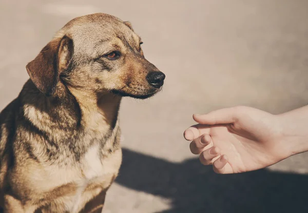 Çocuk el ve yalnız evsiz köpek