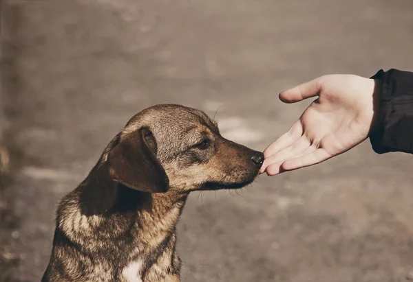 Child hand and lonely homeless dog — Stock Photo, Image