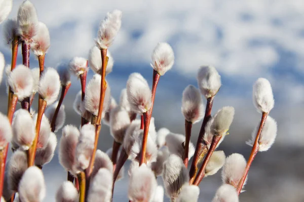 Mavi gökyüzü arka plan üzerinde Kukum şube.