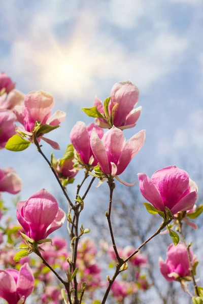 Λουλούδια δέντρο magnolia πάνω από το γαλάζιο του ουρανού — Φωτογραφία Αρχείου