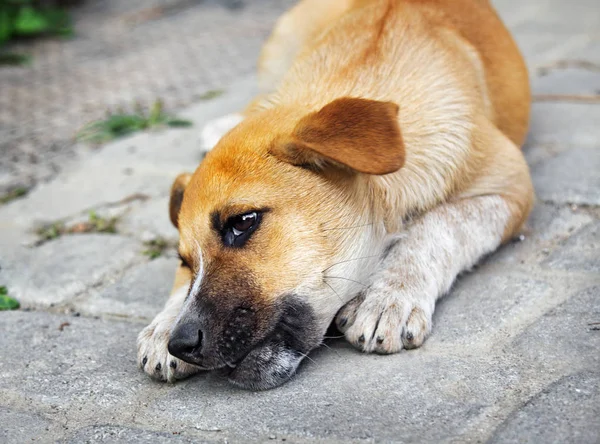 Cachorrito sin hogar royendo un hueso — Foto de Stock