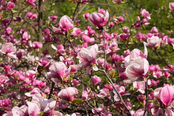 Flowers of magnolia tree in springtime — Stock Photo, Image