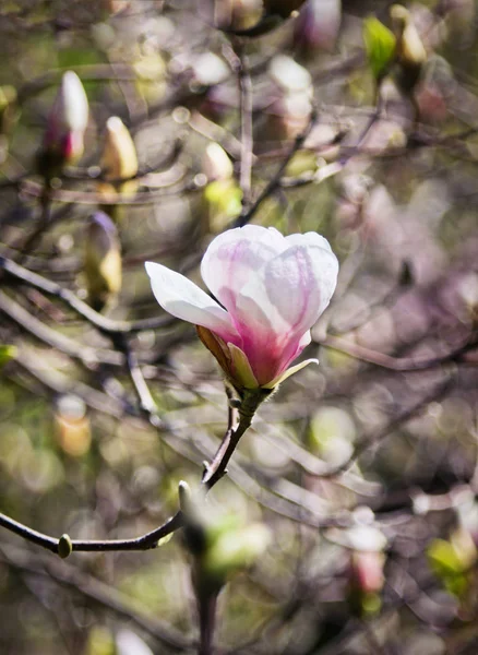 Flor de árbol de magnolia en jardín de primavera —  Fotos de Stock
