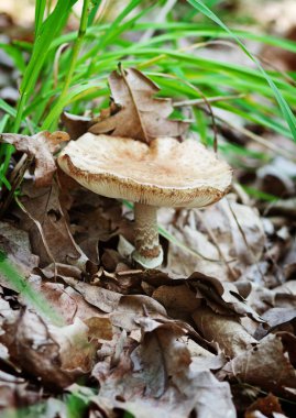 Russula (İngiliz) bir ormanda mantar 