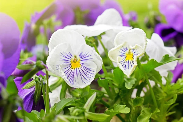 Flowerbed of violet viola tricolor or kiss-me-quick (heart-ease — Stock Photo, Image
