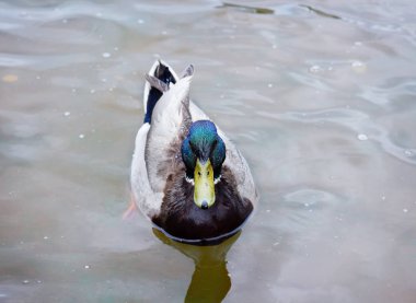 Erkek yeşilbaş ördek yeşil kafa ile 