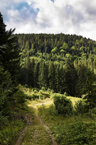 Verlassene Straße in die Tiefen eines Waldes. — Stockfoto