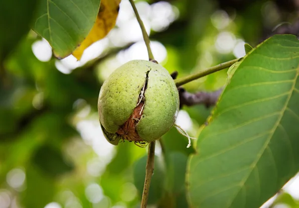 Ripe Nut On A Walnut Tree — Stock Photo, Image