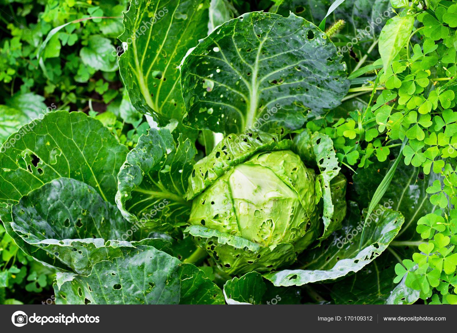 Kohl im Garten. — Stockfoto © Kosobu 170109312