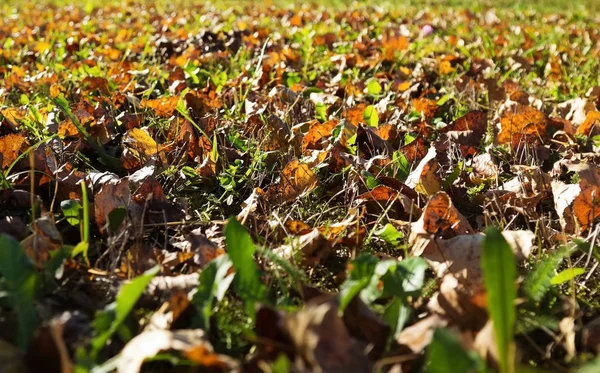 Hojas amarillas caídas en otoño . — Foto de Stock