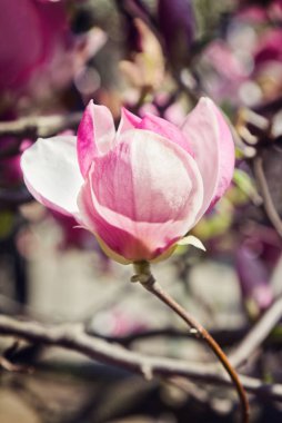 Çiçek bahar bahçe Manolya ağacı