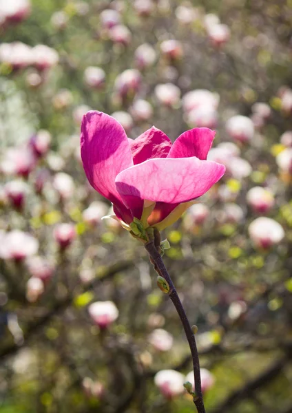 Flor de árbol de magnolia en jardín de primavera . —  Fotos de Stock