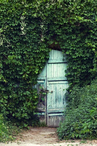 Una puerta vintage con candado está cubierta de hiedra . —  Fotos de Stock