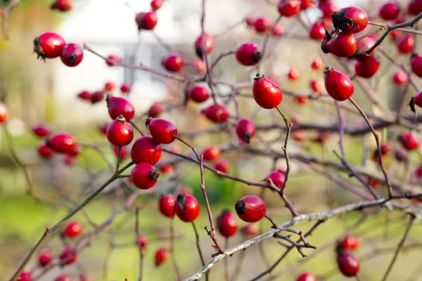 Autumnal photo of dogrose (dog-bramble) in the garden — Stock Photo, Image