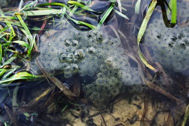  Bir su birikintisi üstüne oturan frogspawn