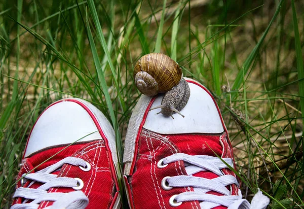 Feet in old ripped red gumshoes with big snail on top. — Stock Photo, Image