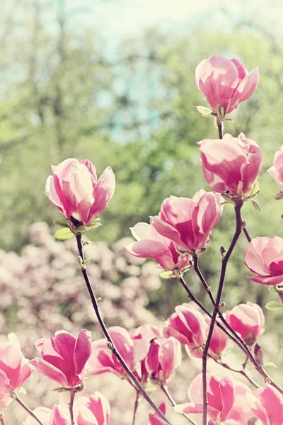 Λουλούδια Δέντρο Magnolia Για Την Άνοιξη — Φωτογραφία Αρχείου