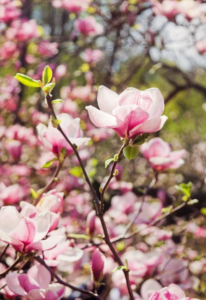 Blooming garden of magnolia trees. — Stock Photo, Image