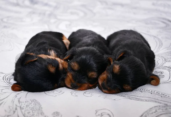 Three newborn Yorkshire terrier puppies are sleeping. — Stock Photo, Image