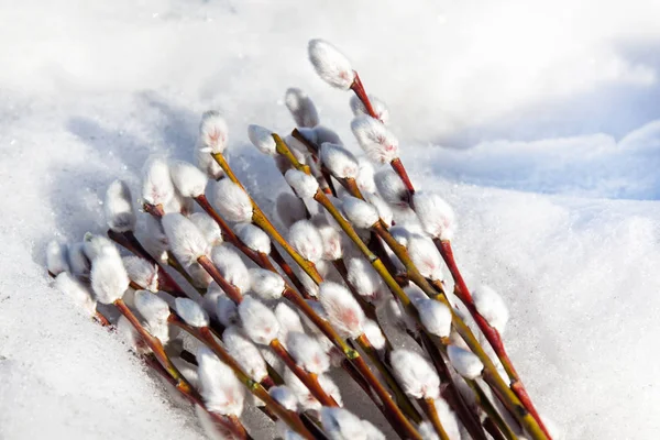 Mooie kut-willow takken in de sneeuw. — Stockfoto