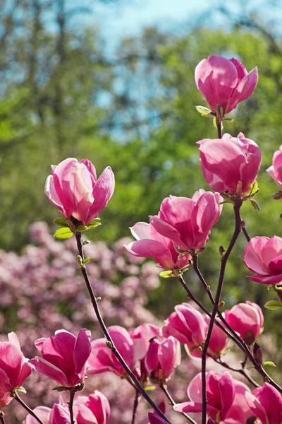 Flowers of magnolia tree in springtime. — Stock Photo, Image