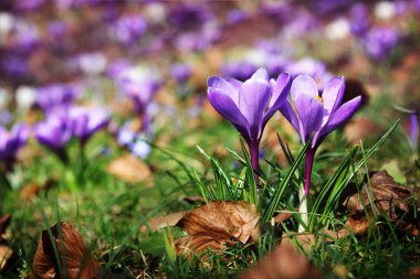 Çiçek açan çiğdemler ilkbahar parkında.