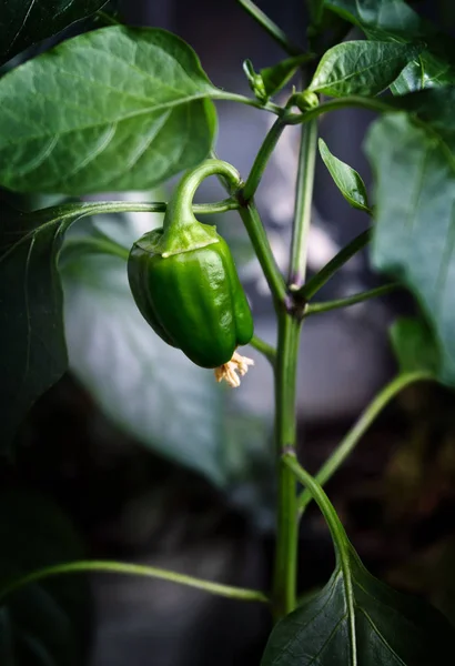 Pěstování chilli paprika na okenní parapet — Stock fotografie