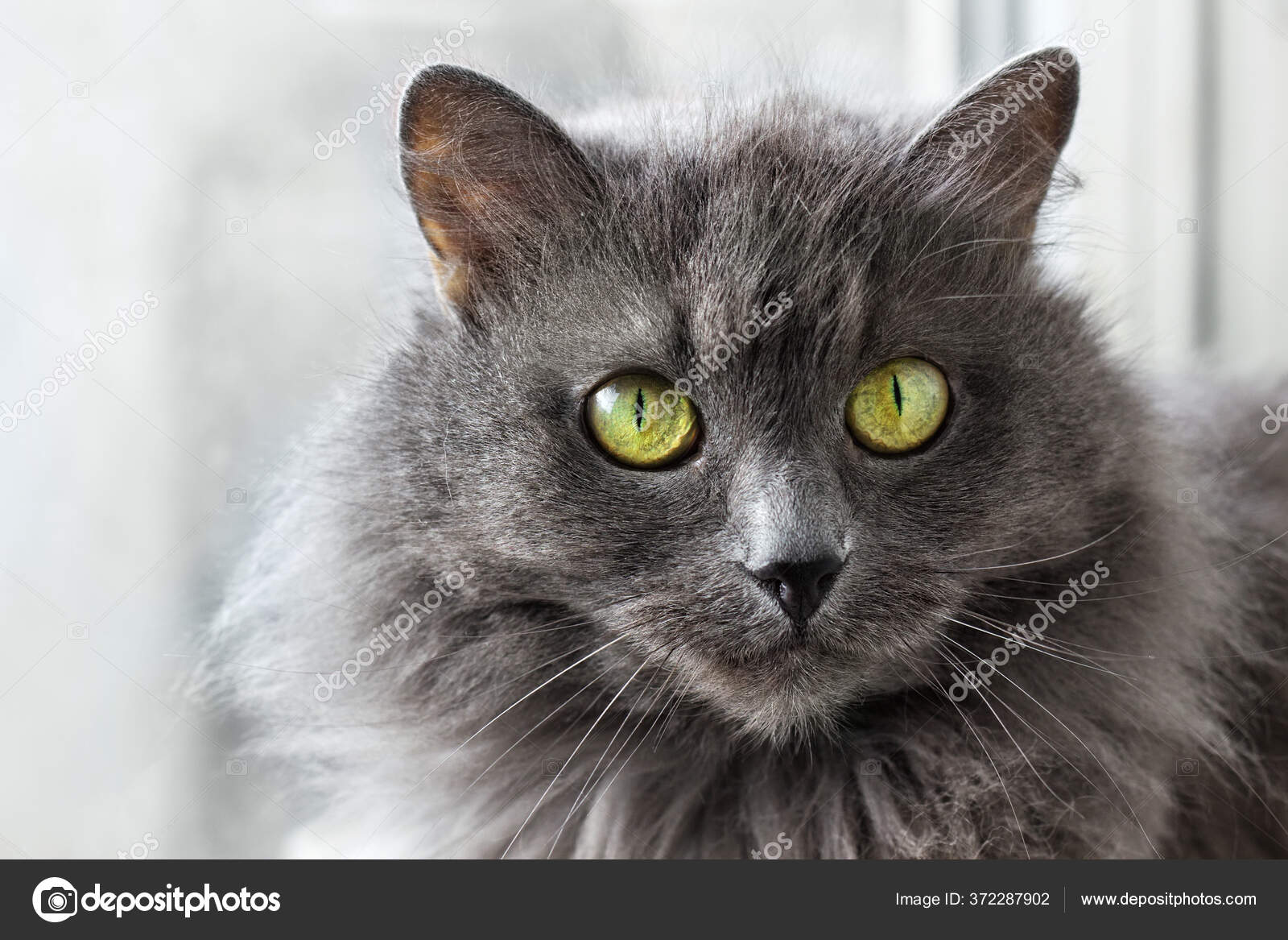 depositphotos 372287902 stock photo beautiful gray nebelung cat sitting
