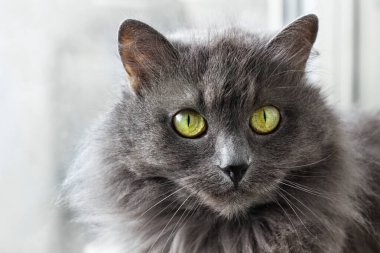 Güzel gri Nebelung kedisi pencerenin yanında oturuyor ve evin içindeki kameraya bakıyor..