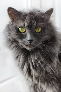 Güzel gri Nebelung kedisi pencerenin yanında oturuyor ve evin içindeki kameraya bakıyor..
