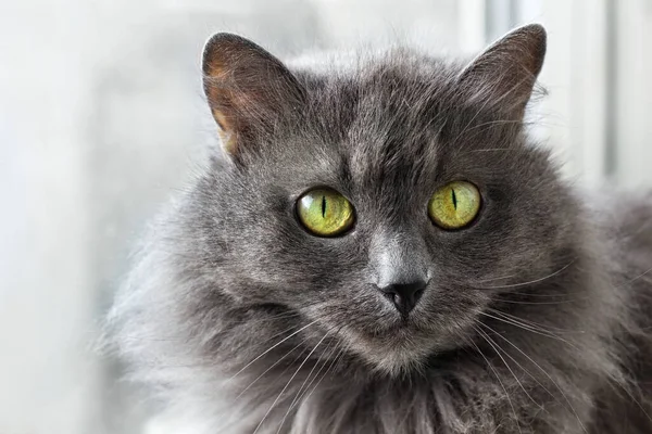 Schöne Graue Nebelung Katze Sitzt Fenster Und Schaut Die Kamera — Stockfoto