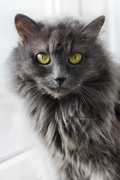 Hermoso Gato Gris Nebelung Está Sentado Cerca Ventana Mirando Cámara —  Fotos de Stock