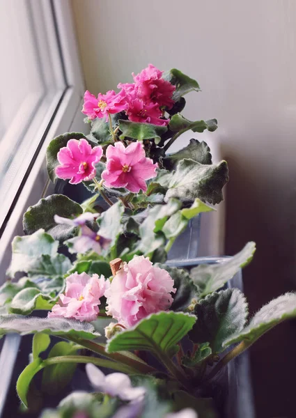 Beautiful Velvet Pink African Violet Saintpaulia Windowsill Indoor Home Gardening — стоковое фото