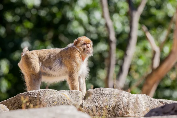 Der Bergaffe — Stockfoto