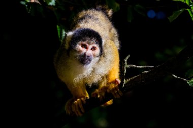bir sincap maymunu