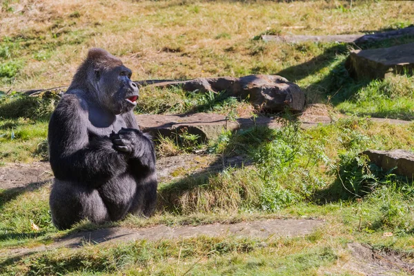 Der Silberrücken-Gorilla — Stockfoto