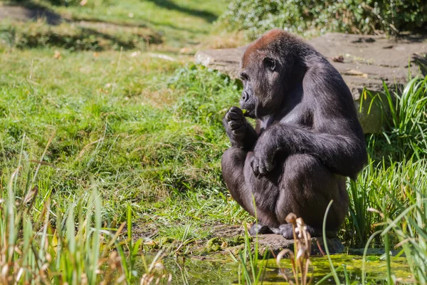 Ein sitzender Gorilla — Stockfoto