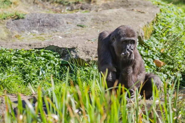 Ein sitzender Gorilla — Stockfoto