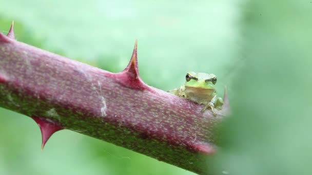 European tree frog — Stock Video