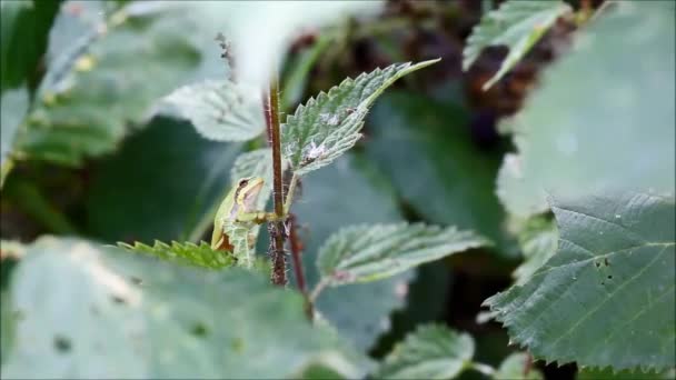 European tree frog — Stock Video