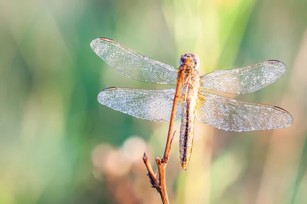 Dragonfly in close up — Stock Photo, Image