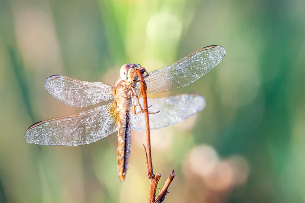 Libelle in Nahaufnahme — Stockfoto