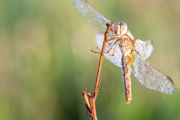 Libelle in Nahaufnahme — Stockfoto