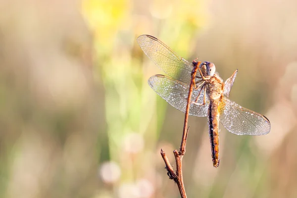 Libelle in Nahaufnahme — Stockfoto