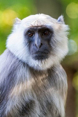 Hanuman langur