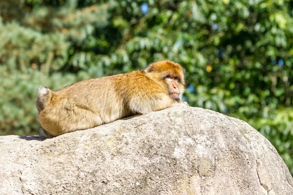 An mountain monkey — Stock Photo, Image