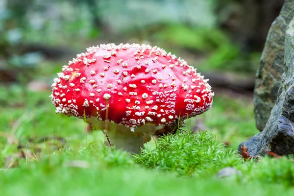 Una mosca agarica — Foto Stock